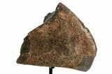 Fossil Sauropod Vertebra Section with Metal Stand - Colorado #363658-4